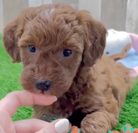 Mini Irish Doodle Puppies For Sale - Puppy Love PR